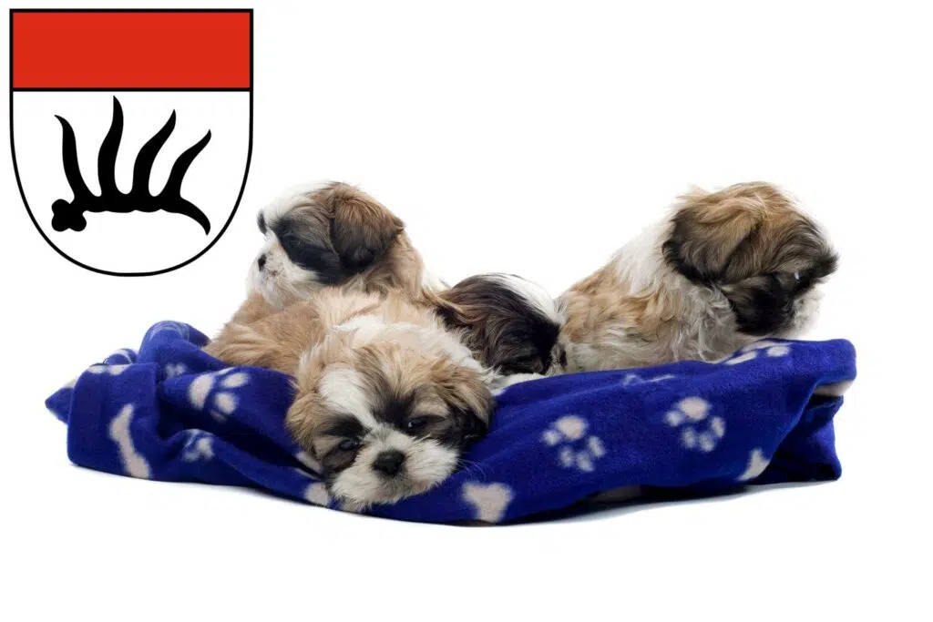 Shih Tzu Züchter mit Welpen Göppingen, Baden-Württemberg