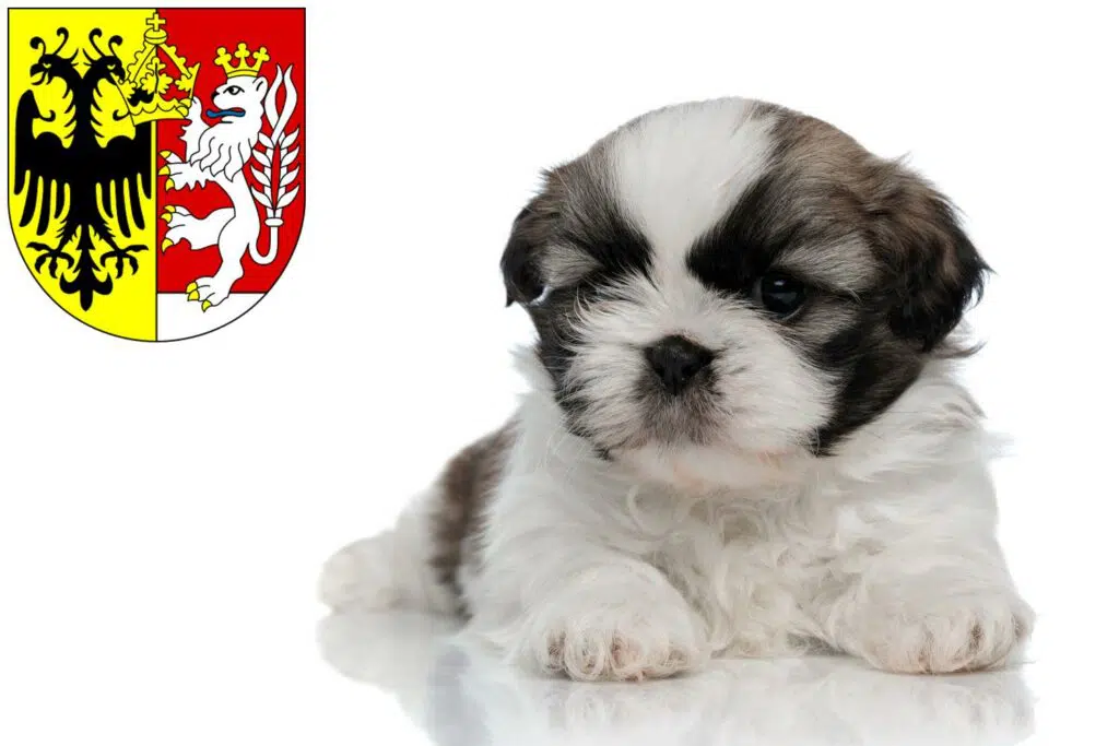 Shih Tzu Züchter mit Welpen Görlitz, Sachsen