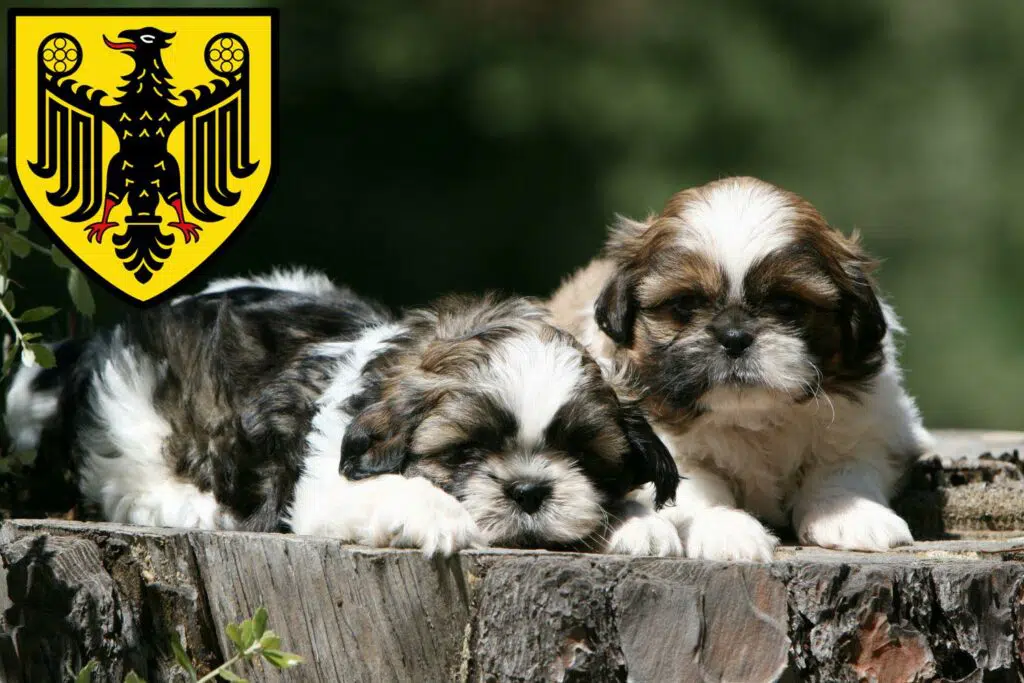 Shih Tzu Züchter mit Welpen Goslar, Niedersachsen