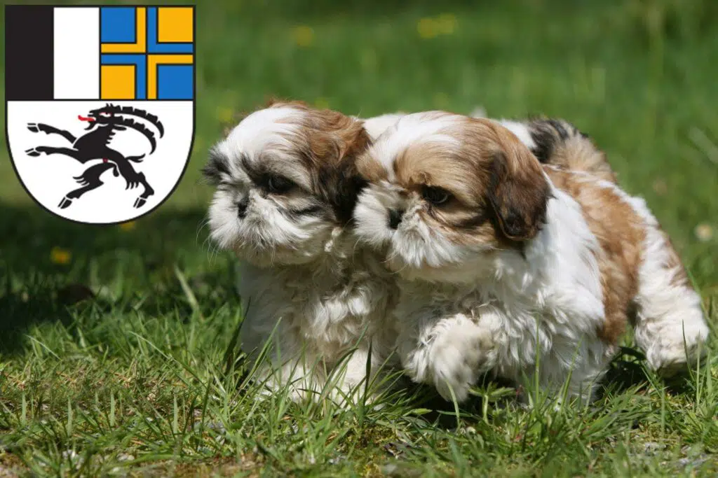 Shih Tzu Züchter mit Welpen Graubünden, Schweiz