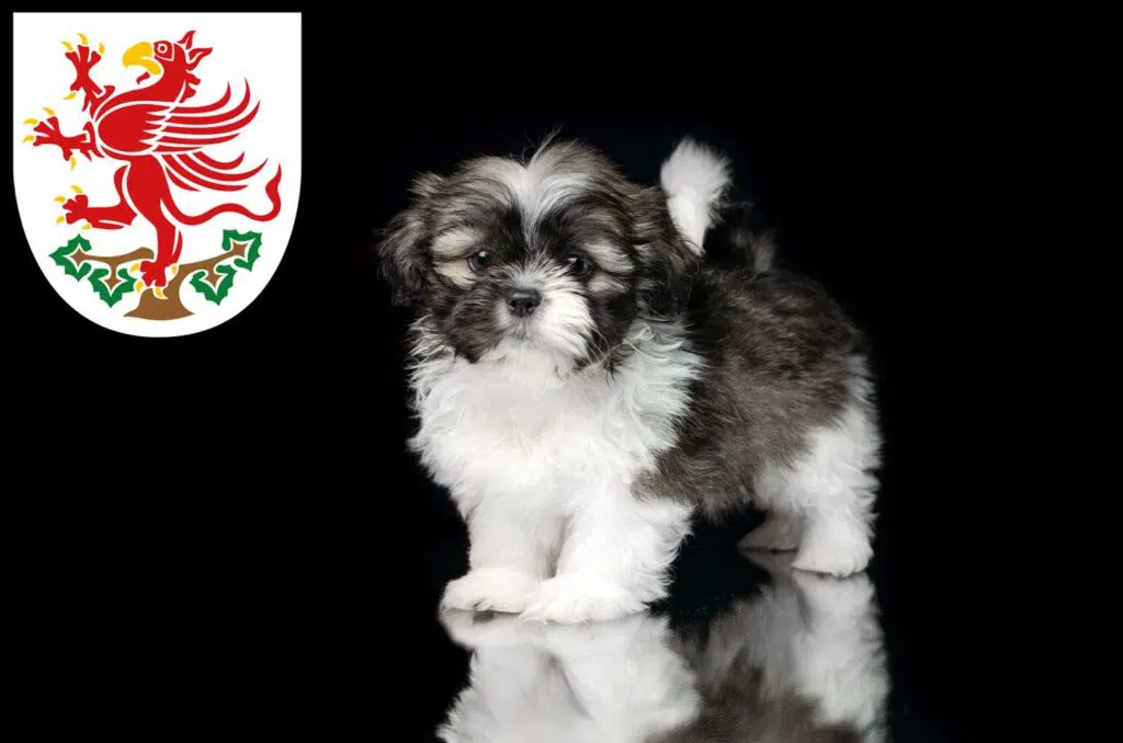 Shih Tzu Züchter mit Welpen Greifswald, Mecklenburg-Vorpommern