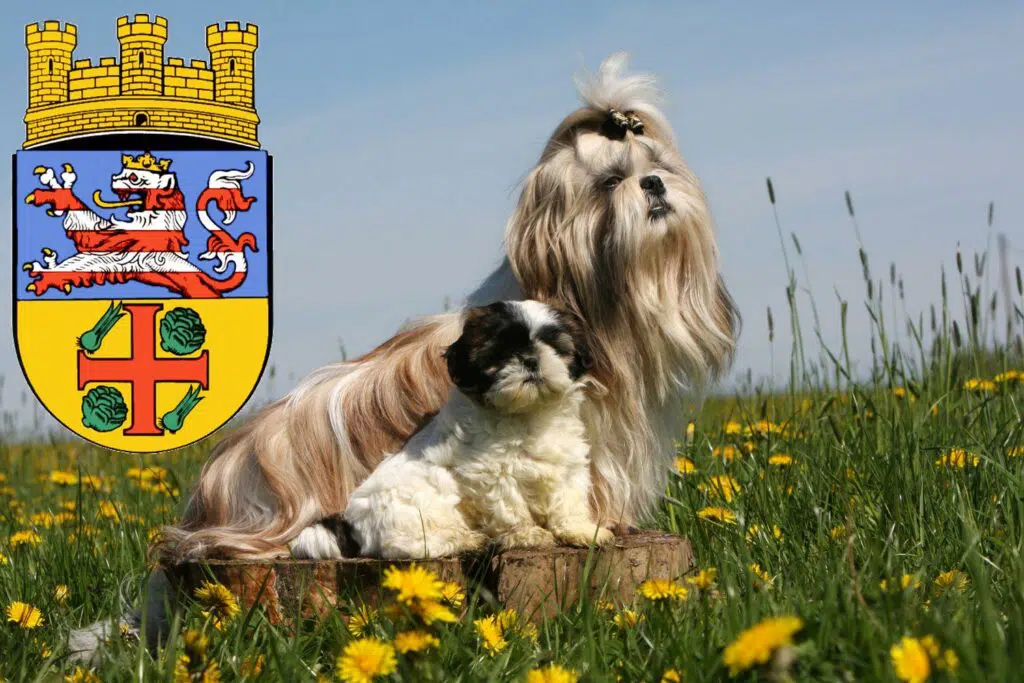 Shih Tzu Züchter mit Welpen Groß-Gerau, Hessen