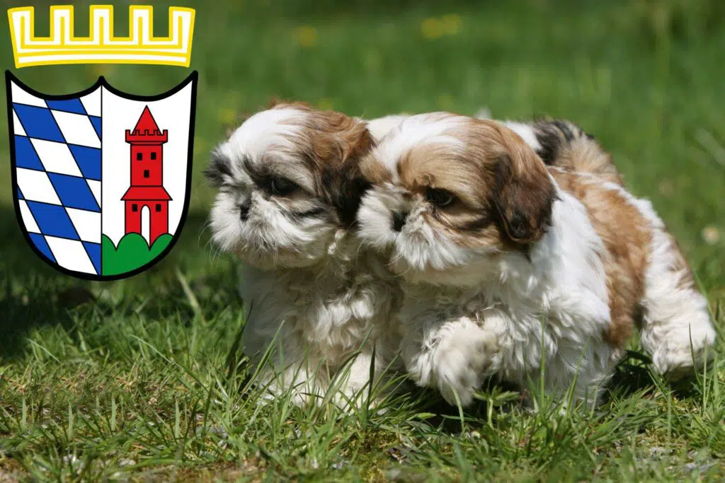 Shih Tzu Züchter mit Welpen Günzburg, Bayern