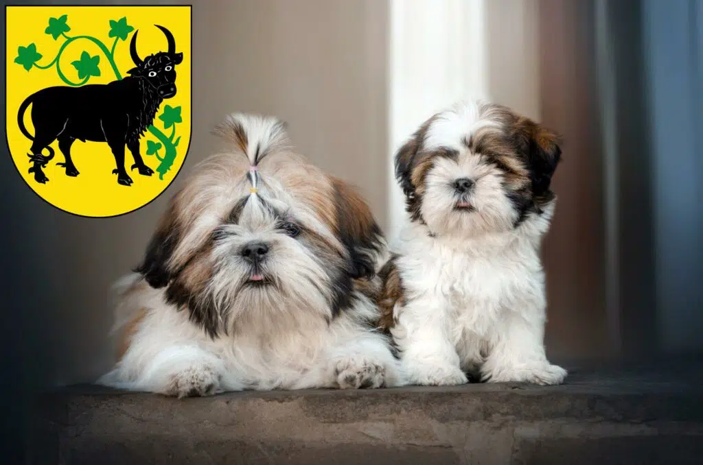 Shih Tzu Züchter mit Welpen Güstrow, Mecklenburg-Vorpommern