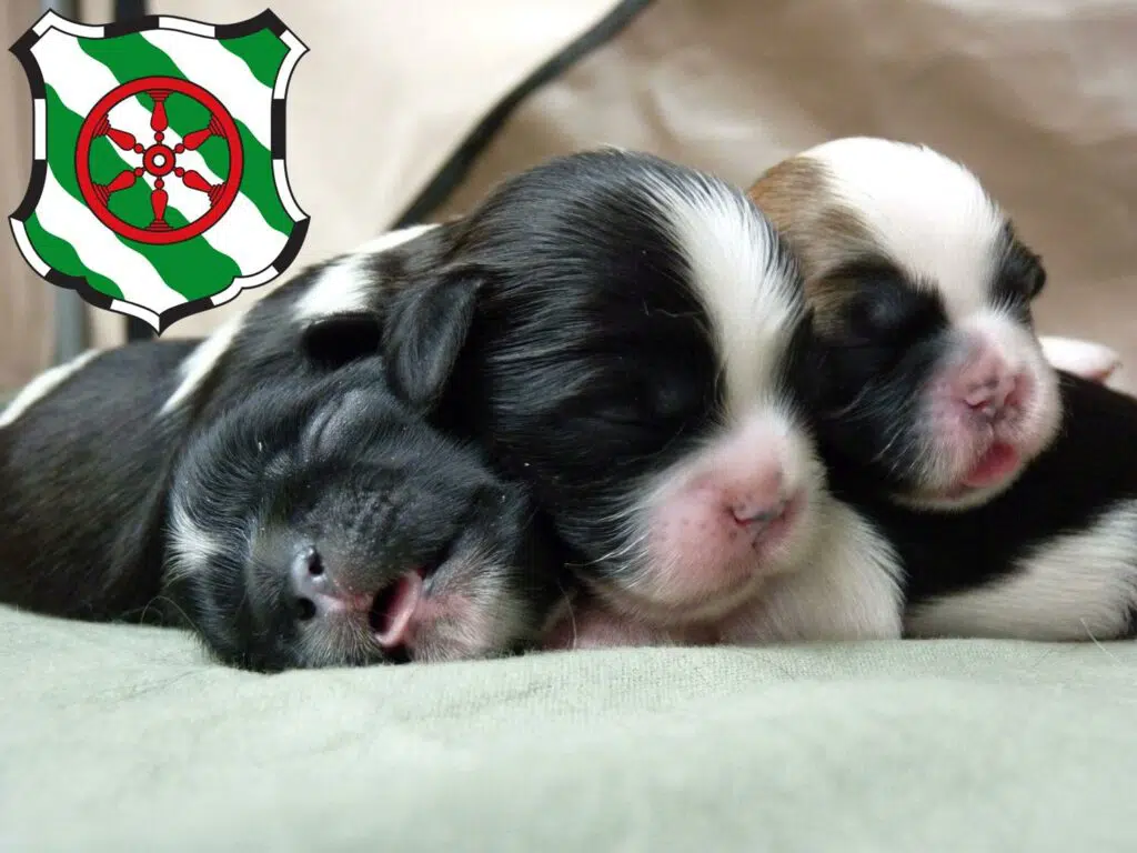 Shih Tzu Züchter mit Welpen Gütersloh, Nordrhein-Westfalen