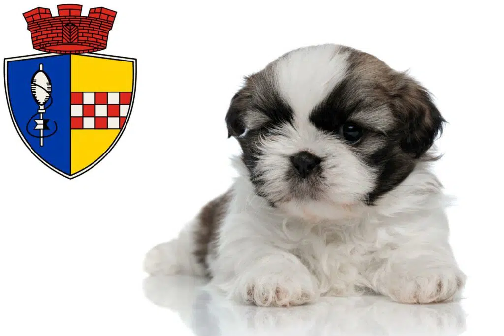 Shih Tzu Züchter mit Welpen Gummersbach, Nordrhein-Westfalen