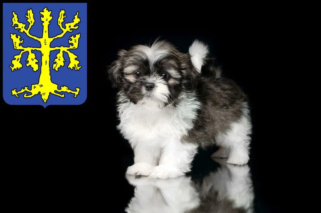 Shih Tzu Züchter mit Welpen Hagen, Nordrhein-Westfalen