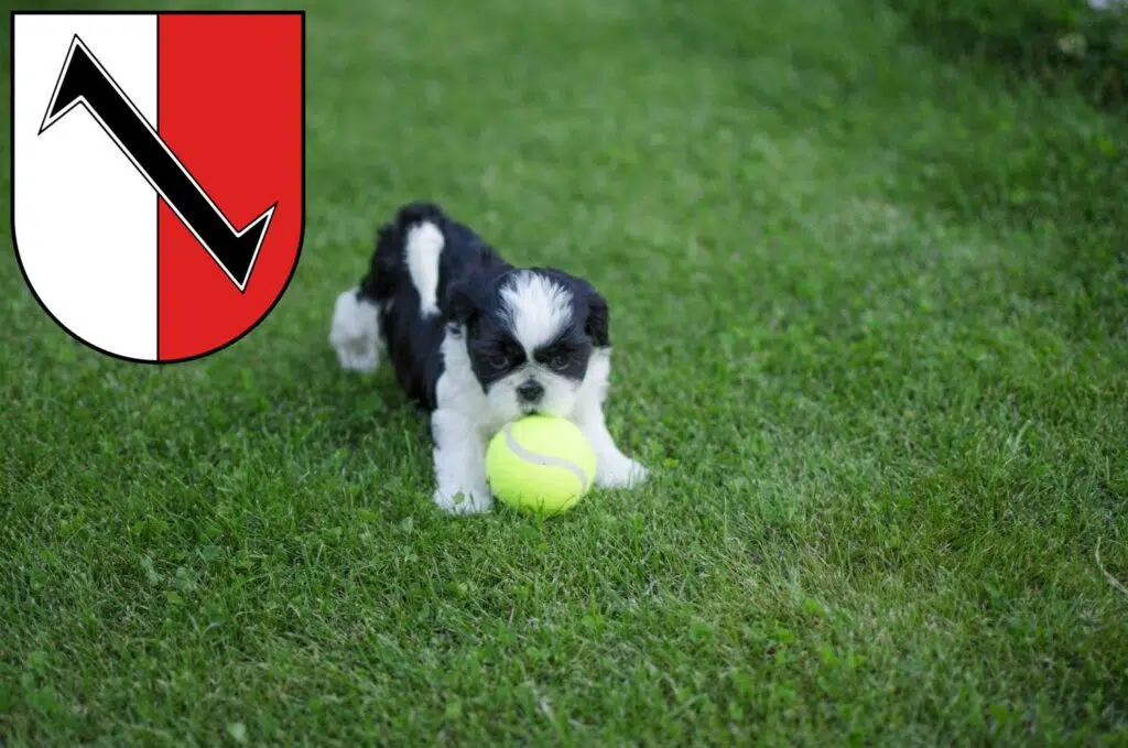 Shih Tzu Züchter mit Welpen Halberstadt, Sachsen-Anhalt