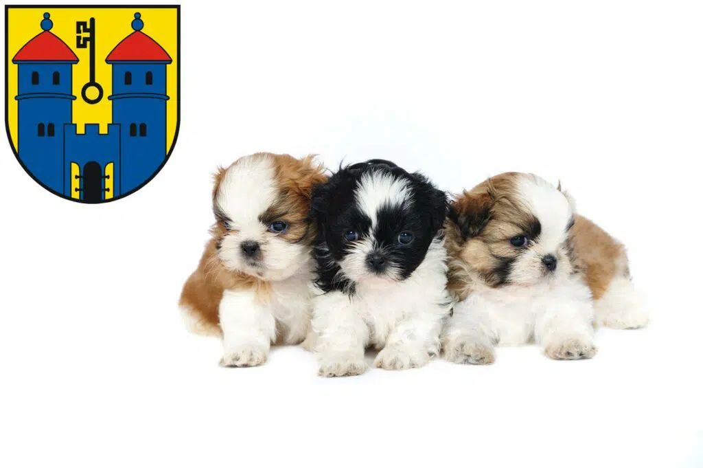 Shih Tzu Züchter mit Welpen Haldensleben, Sachsen-Anhalt