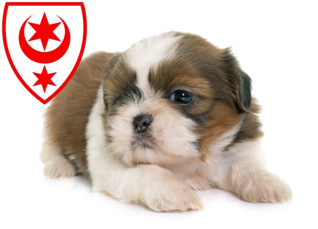 Shih Tzu Züchter mit Welpen Halle (Saale), Sachsen-Anhalt