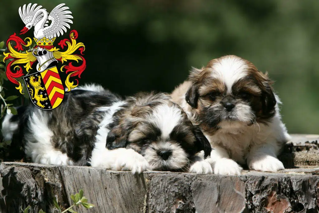 Shih Tzu Züchter mit Welpen Hanau, Hessen