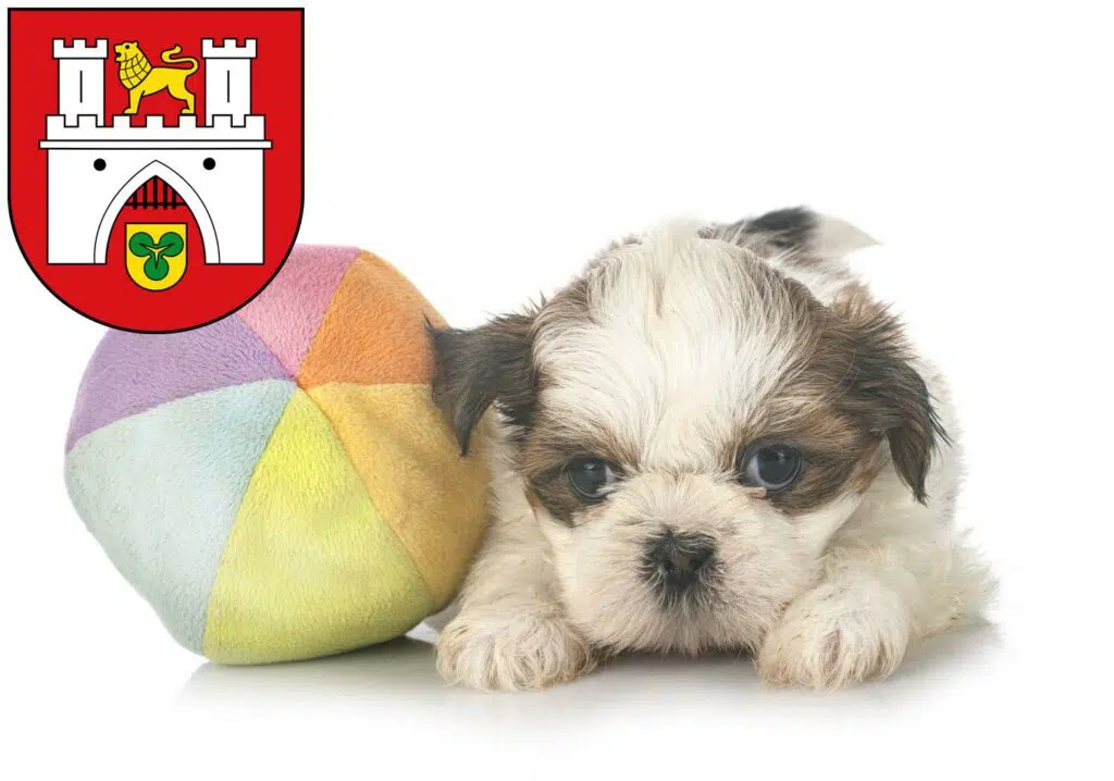 Shih Tzu Züchter mit Welpen Hannover, Niedersachsen