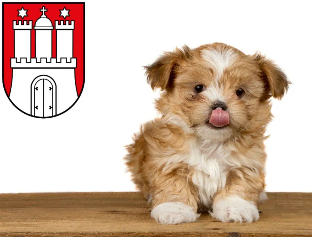 Shih Tzu Züchter mit Welpen Harburg, Hamburg