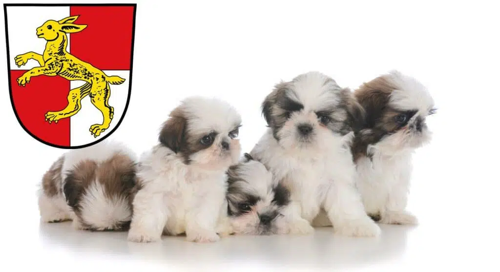Shih Tzu Züchter mit Welpen Haßfurt, Bayern