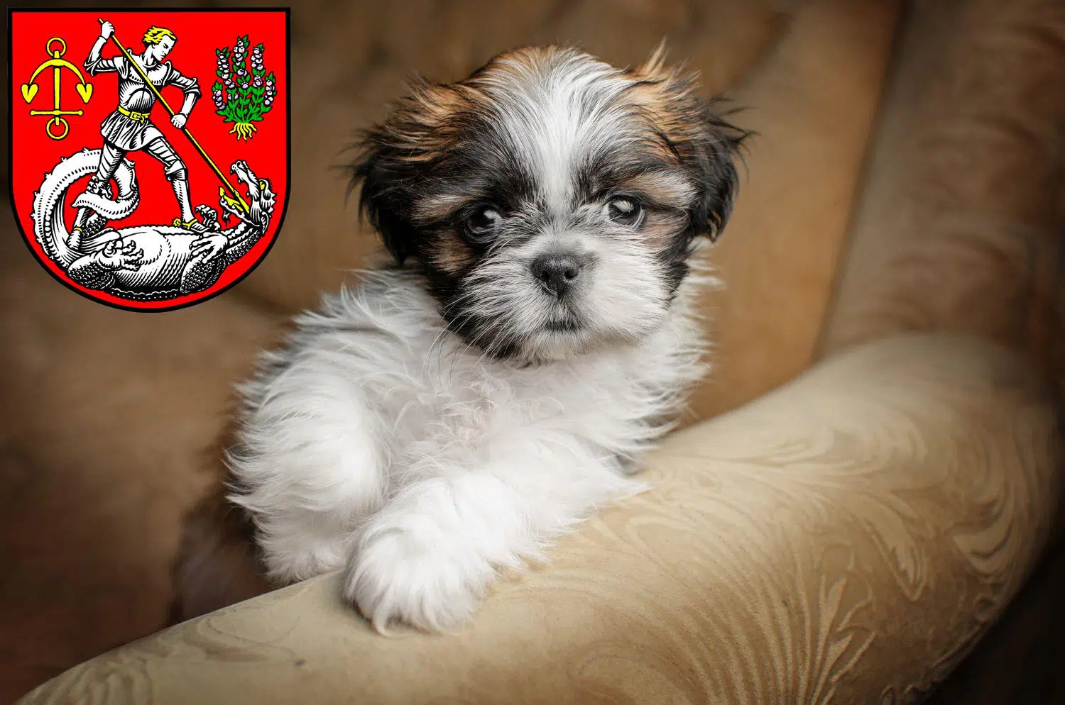 Shih Tzu Züchter und Welpen in Heide (Holstein) Shih Tzu