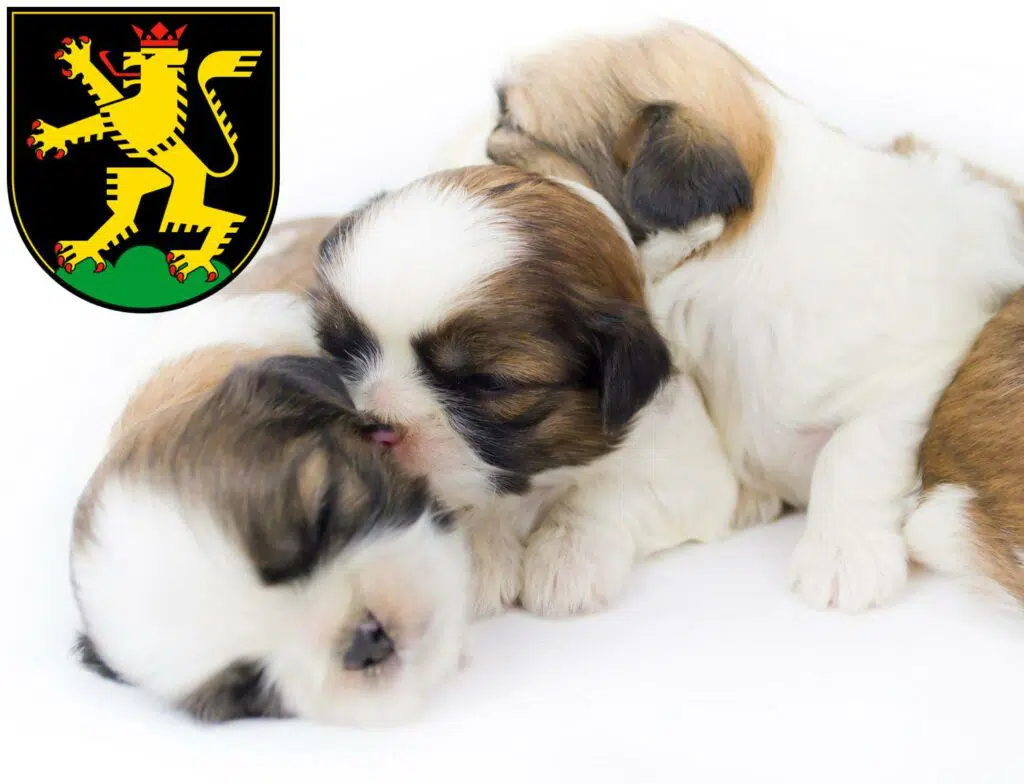 Shih Tzu Züchter mit Welpen Heidelberg, Baden-Württemberg