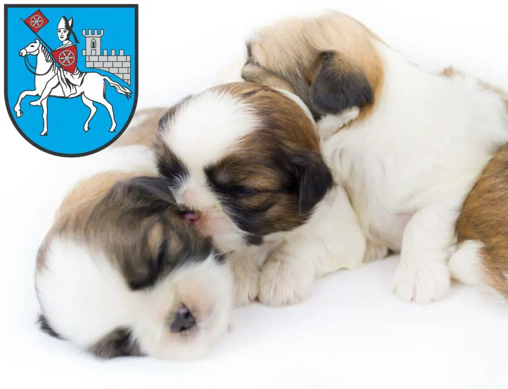 Shih Tzu Züchter mit Welpen Heilbad Heiligenstadt, Thüringen