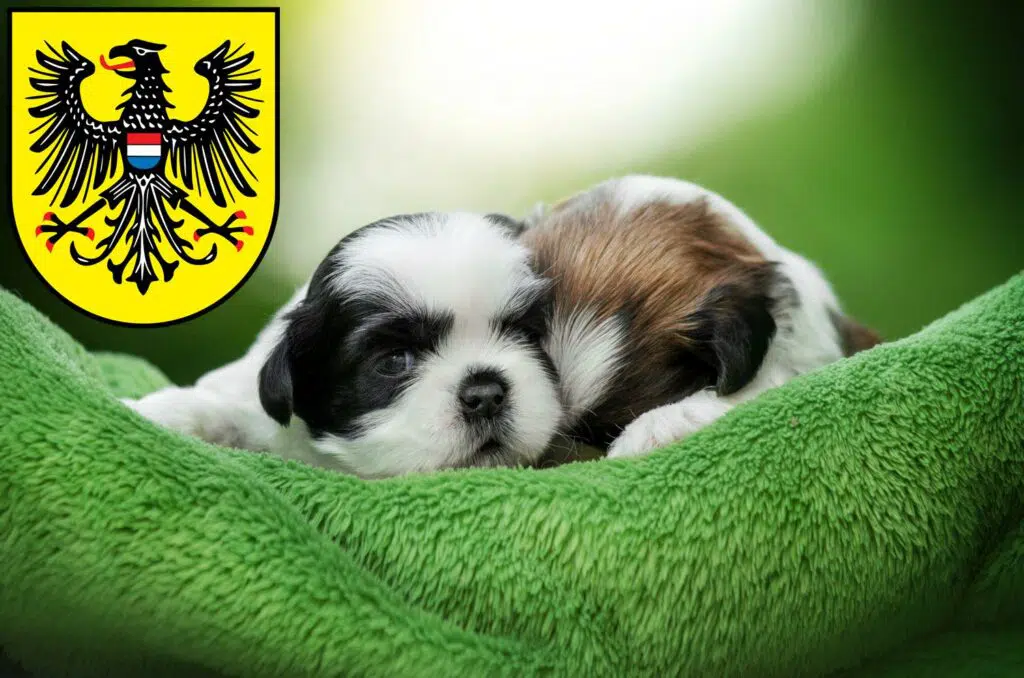 Shih Tzu Züchter mit Welpen Heilbronn, Baden-Württemberg