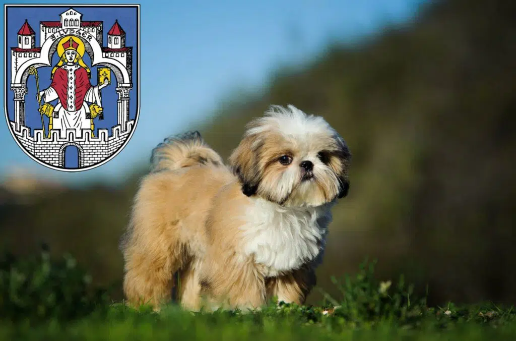 Shih Tzu Züchter mit Welpen Helmstedt, Niedersachsen
