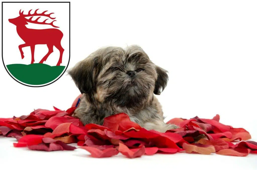 Shih Tzu Züchter mit Welpen Herzberg (Elster), Brandenburg