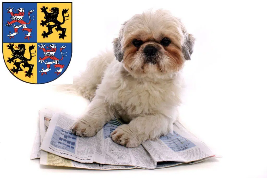Shih Tzu Züchter mit Welpen Hildburghausen, Thüringen