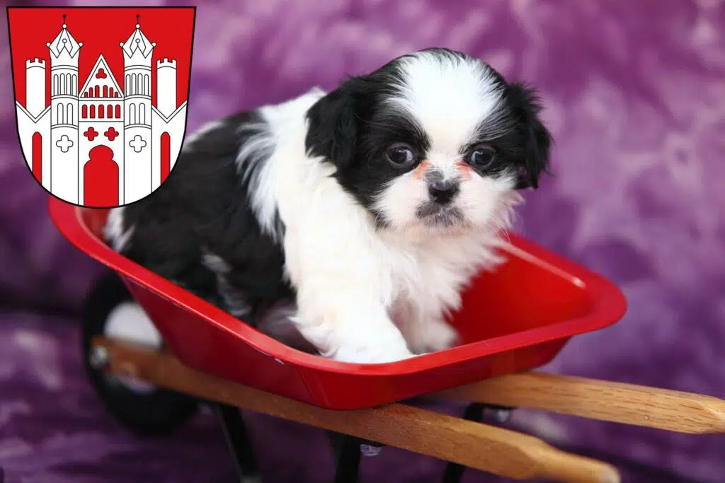 Shih Tzu Züchter mit Welpen Höxter, Nordrhein-Westfalen