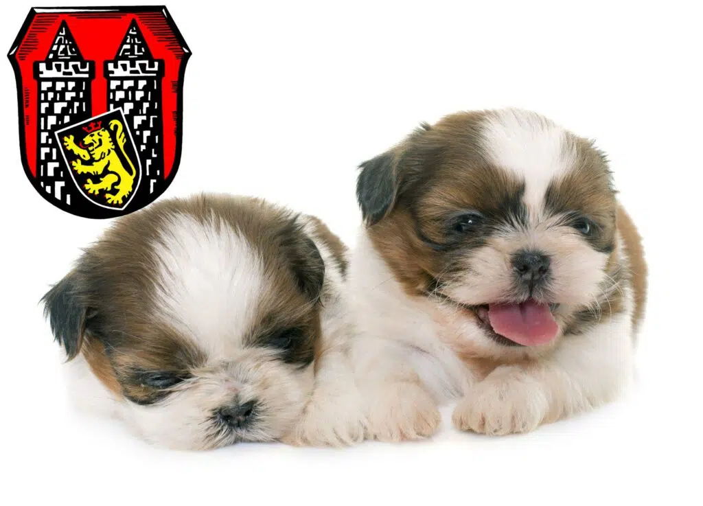 Shih Tzu Züchter mit Welpen Hof (Saale), Bayern