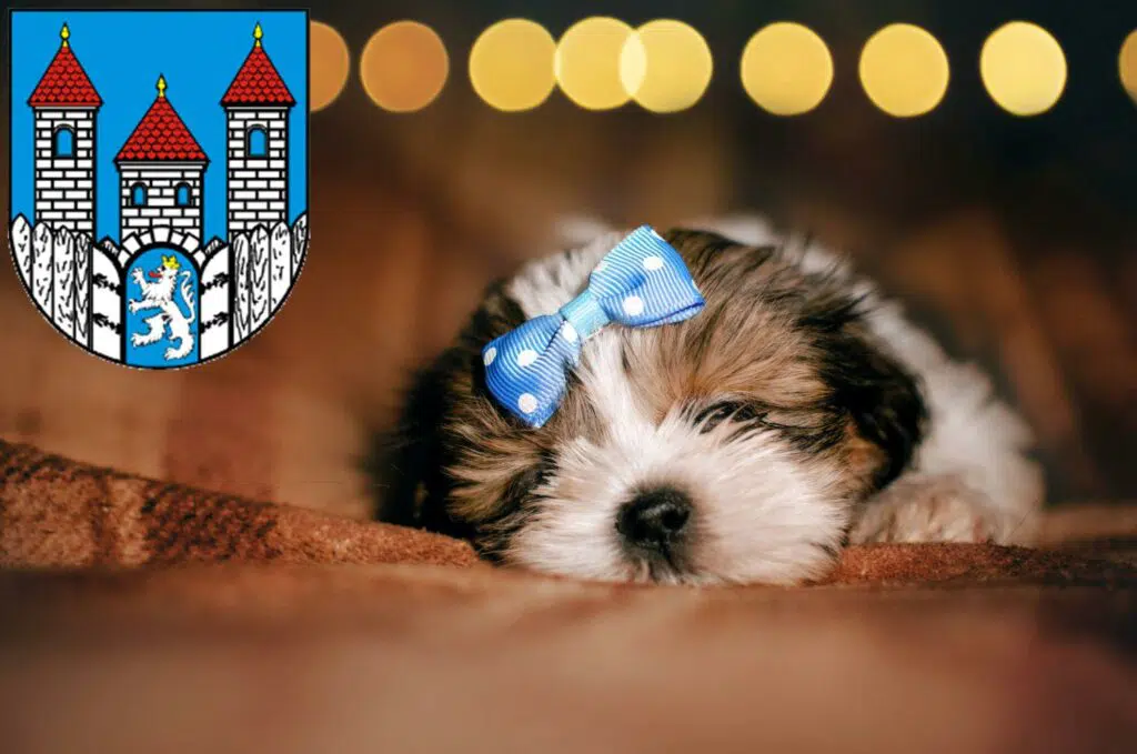 Shih Tzu Züchter mit Welpen Holzminden, Niedersachsen