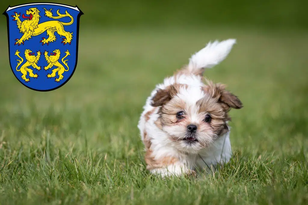 Shih Tzu Züchter mit Welpen Homberg (Efze), Hessen