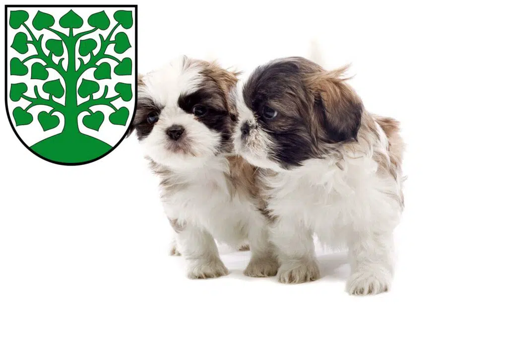 Shih Tzu Züchter mit Welpen Homburg, Saarland