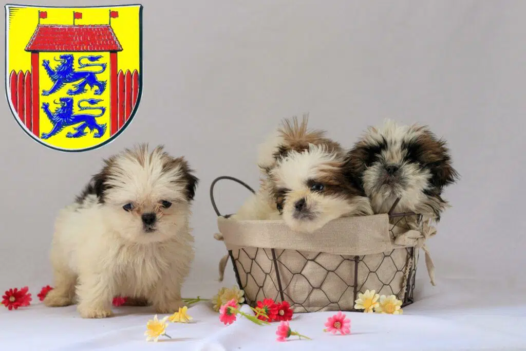 Shih Tzu Züchter mit Welpen Husum, Schleswig-Holstein