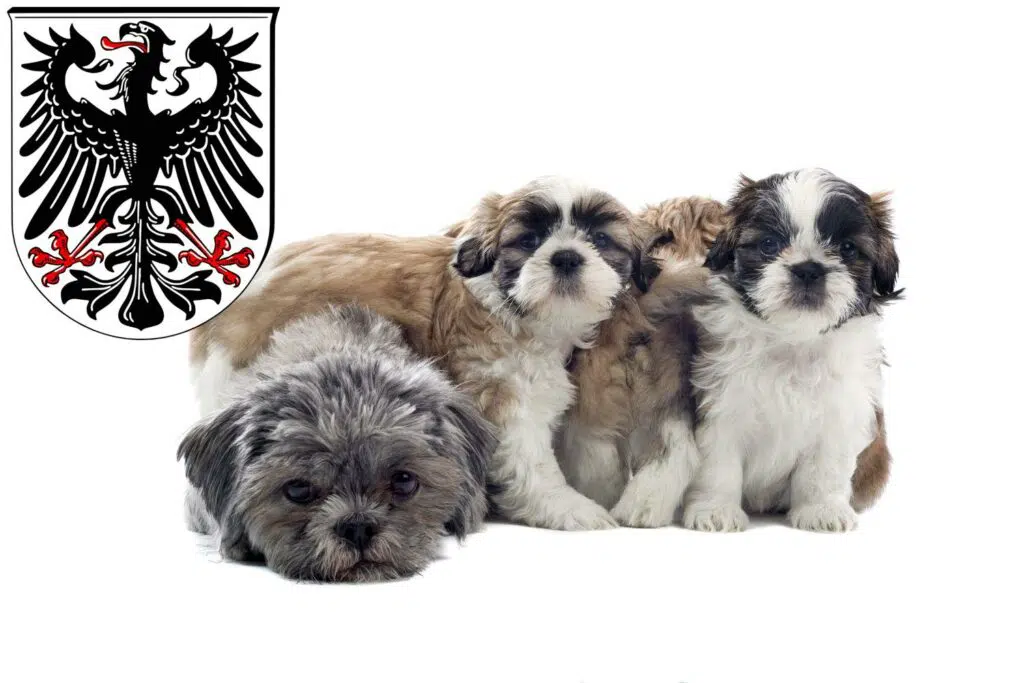 Shih Tzu Züchter mit Welpen Ingelheim am Rhein, Rheinland-Pfalz