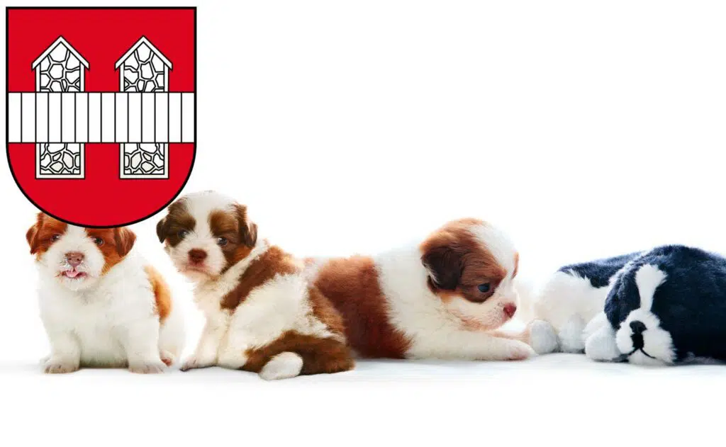 Shih Tzu Züchter mit Welpen Innsbruck, Österreich