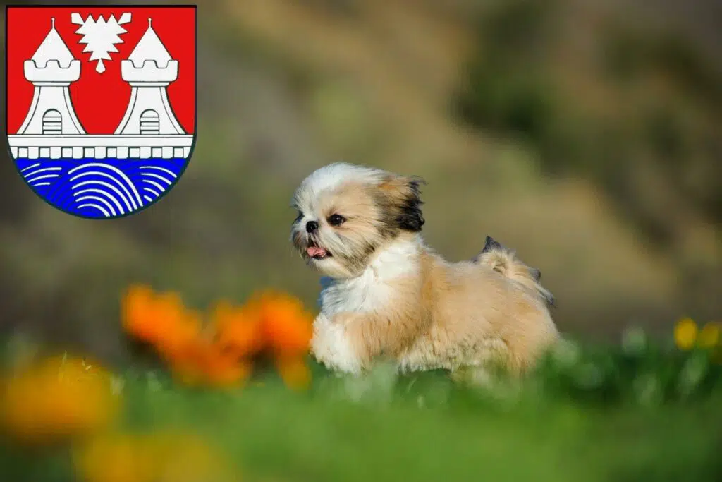 Shih Tzu Züchter mit Welpen Itzehoe, Schleswig-Holstein