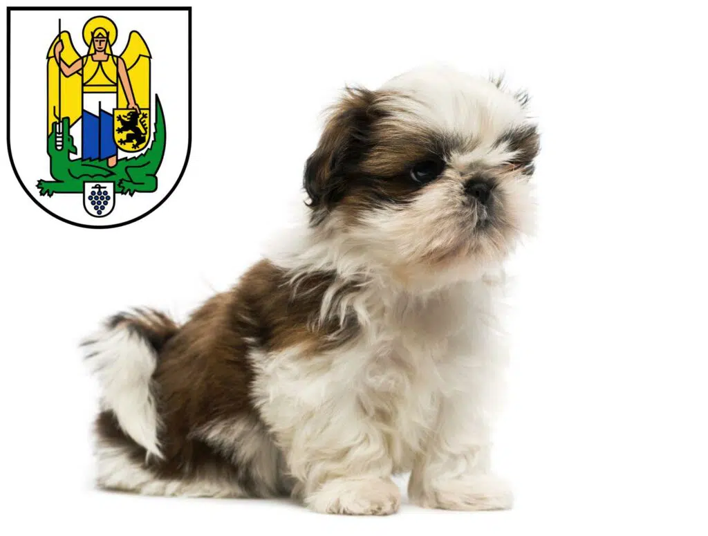 Shih Tzu Züchter mit Welpen Jena, Thüringen