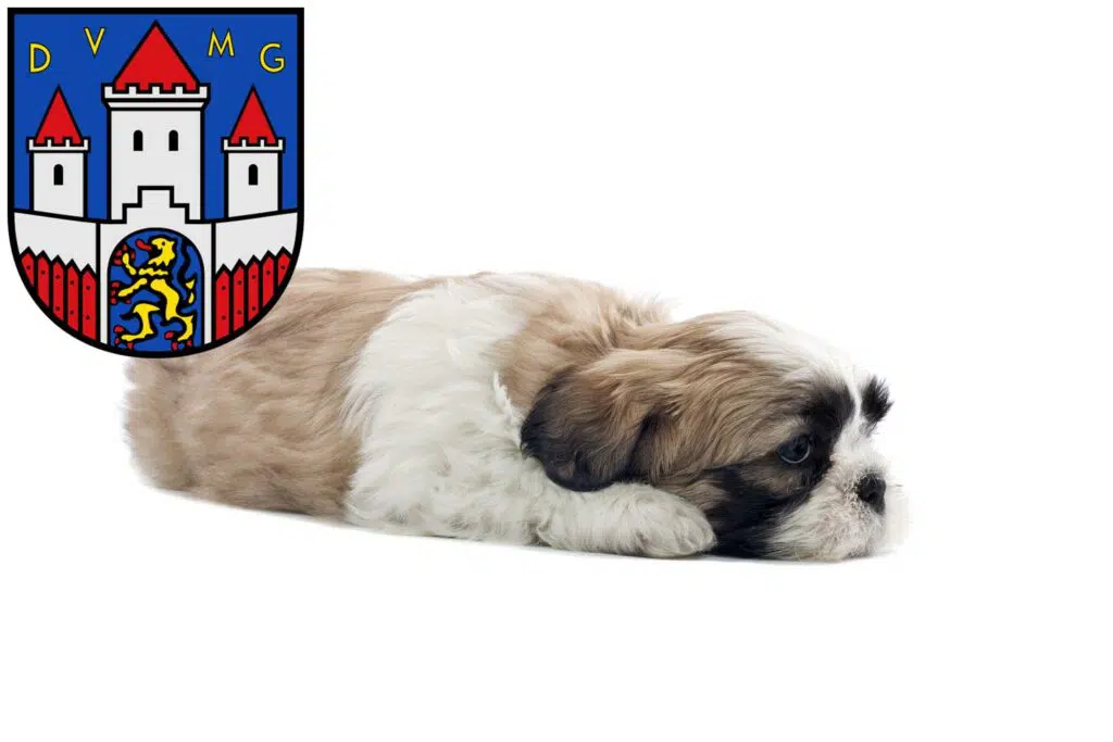 Shih Tzu Züchter mit Welpen Jever, Niedersachsen