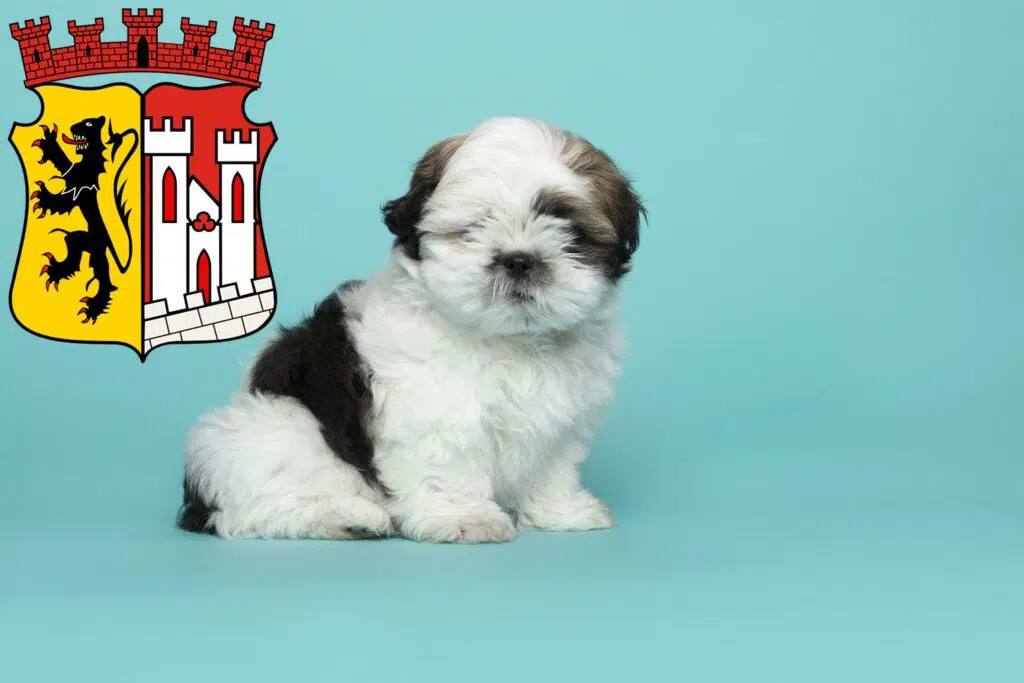 Shih Tzu Züchter mit Welpen Jülich, Nordrhein-Westfalen