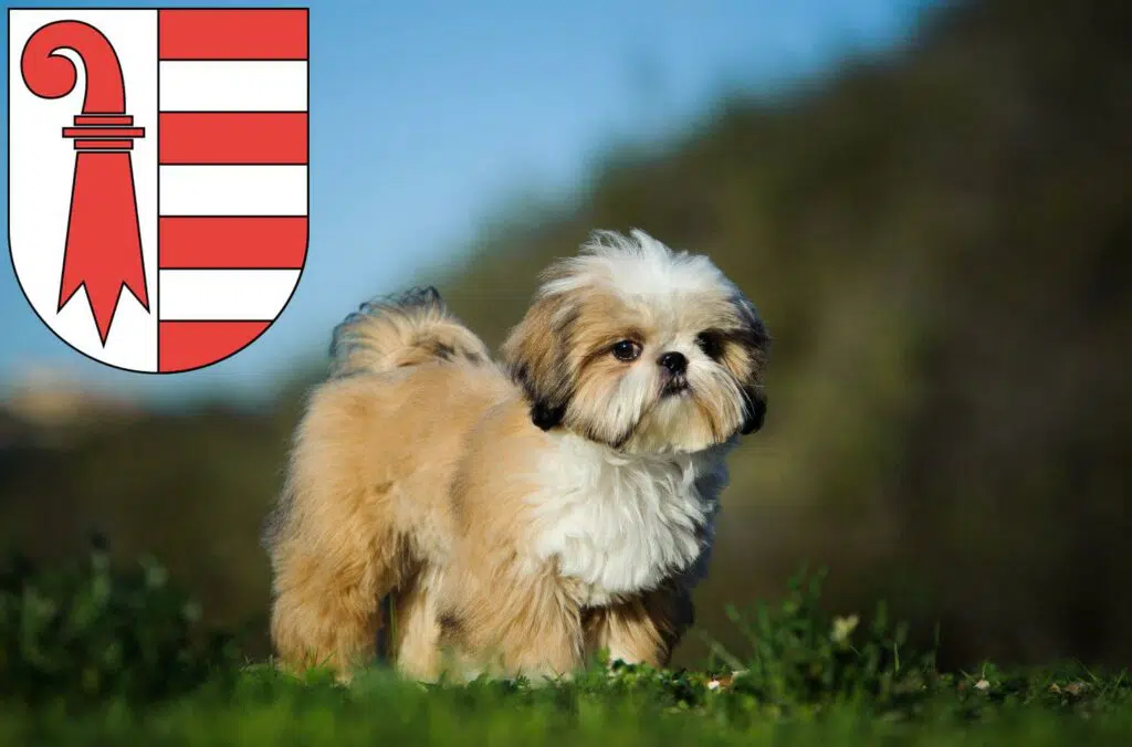 Shih Tzu Züchter mit Welpen Jura, Schweiz
