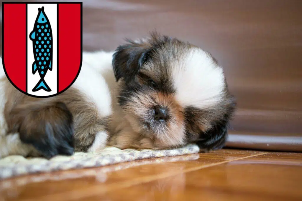 Shih Tzu Züchter mit Welpen Kaiserslautern, Rheinland-Pfalz