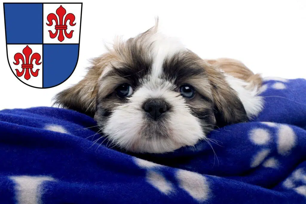 Shih Tzu Züchter mit Welpen Karlstadt, Bayern