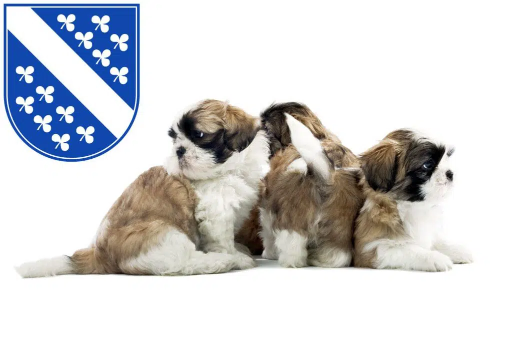 Shih Tzu Züchter mit Welpen Kassel, Hessen