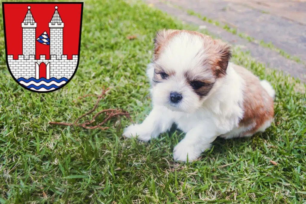 Shih Tzu Züchter mit Welpen Kelheim, Bayern