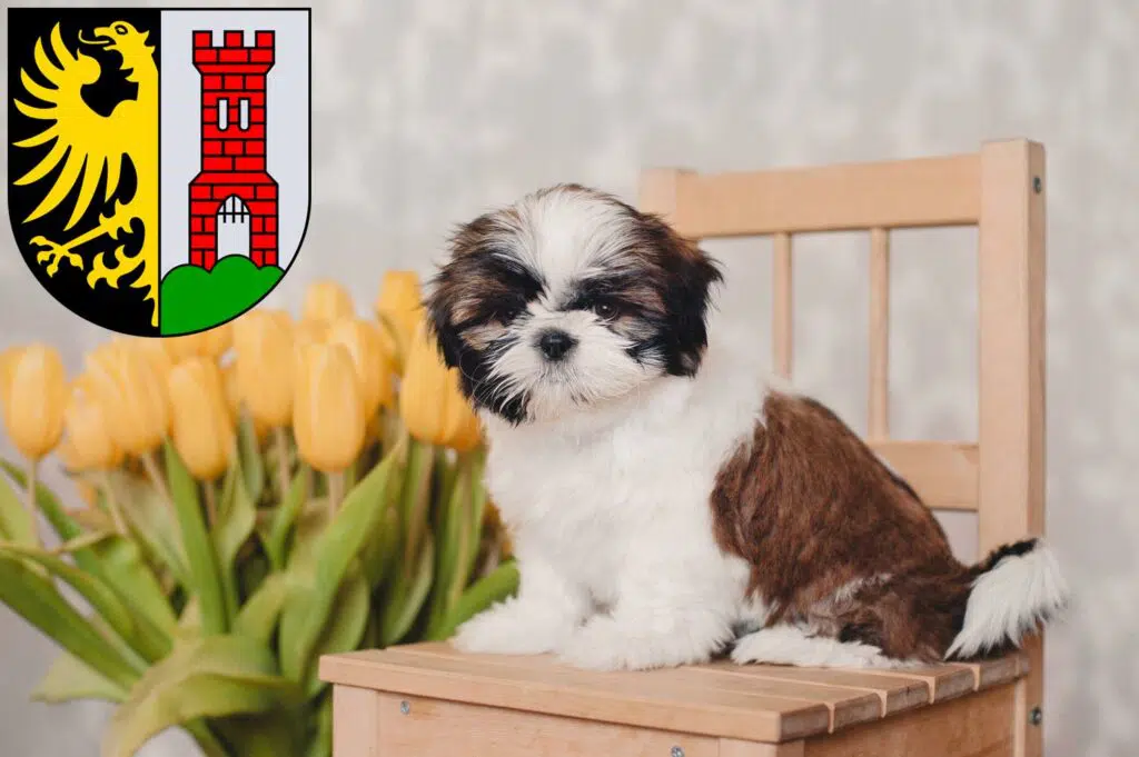 Shih Tzu Züchter mit Welpen Kempten (Allgäu), Bayern