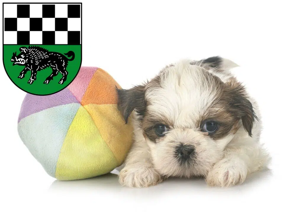 Shih Tzu Züchter mit Welpen Kirchheimbolanden, Rheinland-Pfalz