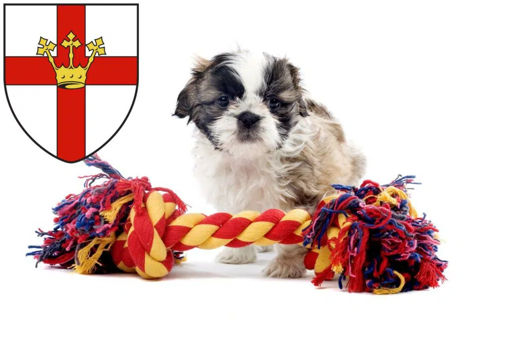 Shih Tzu Züchter mit Welpen Koblenz, Rheinland-Pfalz