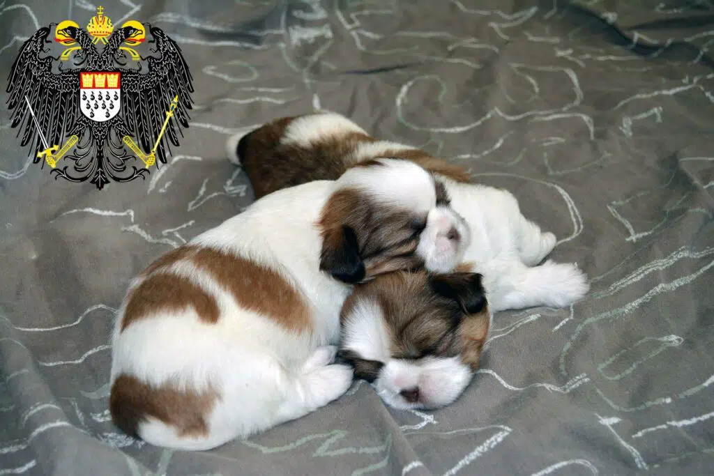 Shih Tzu Züchter mit Welpen Köln, Nordrhein-Westfalen