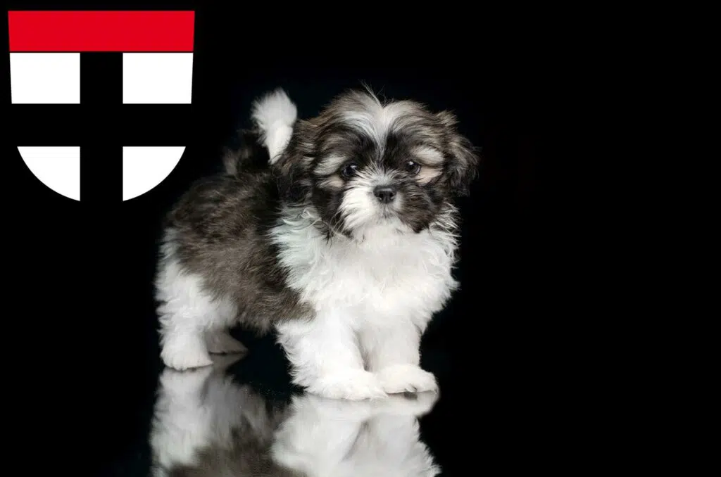 Shih Tzu Züchter mit Welpen Konstanz, Baden-Württemberg