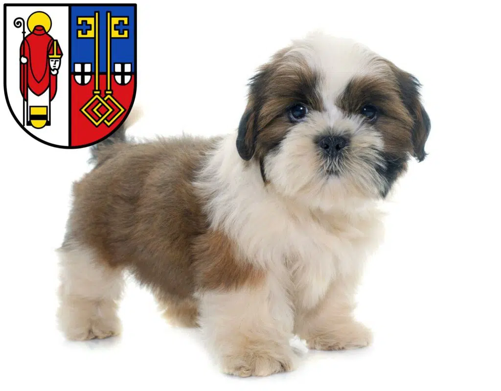 Shih Tzu Züchter mit Welpen Krefeld, Nordrhein-Westfalen