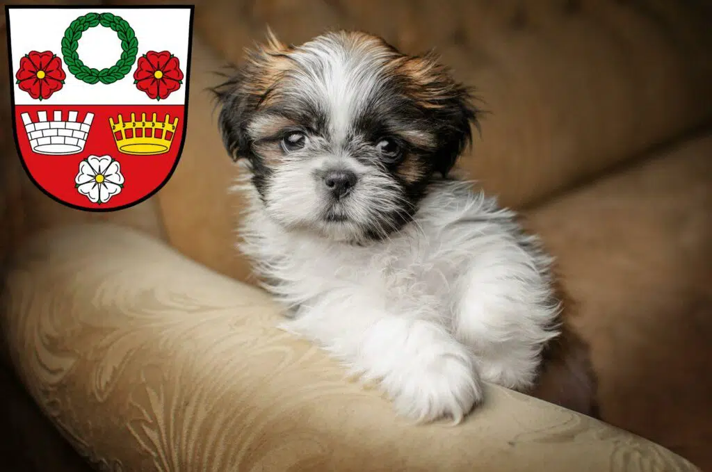 Shih Tzu Züchter mit Welpen Kronach, Bayern
