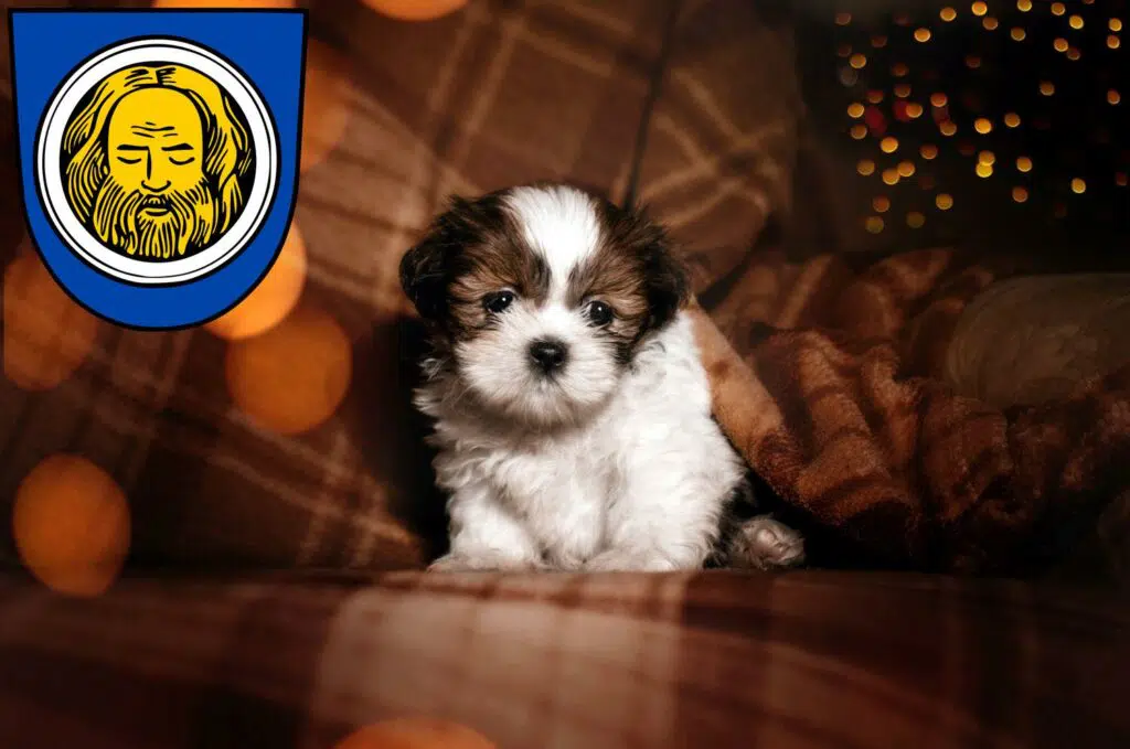 Shih Tzu Züchter mit Welpen Künzelsau, Baden-Württemberg
